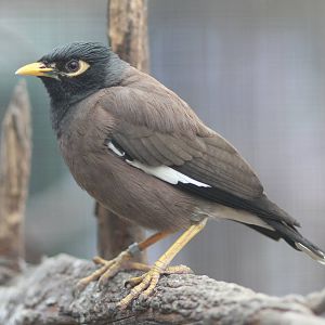Common myna