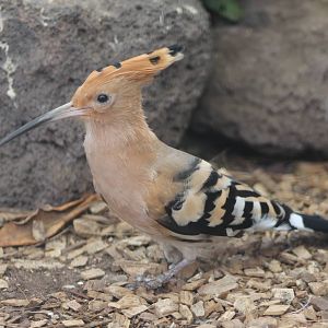 European hoopoe