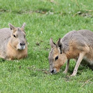 Patagonian cavys