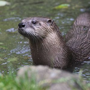 North American River Otter