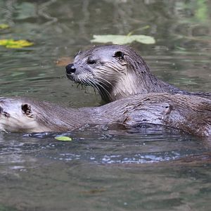 North American River Otters