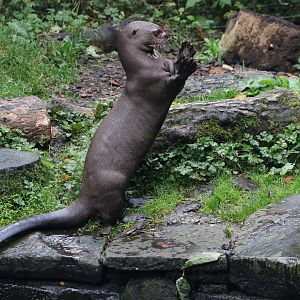 Giant Otter