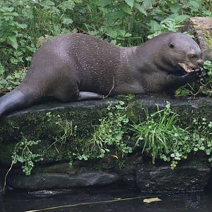 Giant Otter