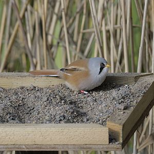 Bearded tit