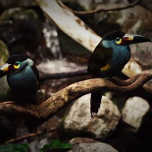 Plate-billed mountain toucan