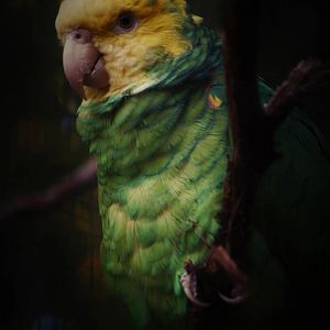 Yellow-headed amazon