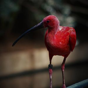 Scarlet ibis