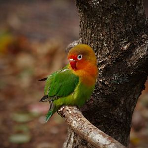 Fischer's lovebird