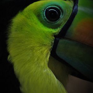 Keel-billed toucan
