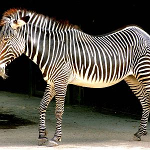 Grevy's zebra in shadows; Stuttgart; 9th September 2015