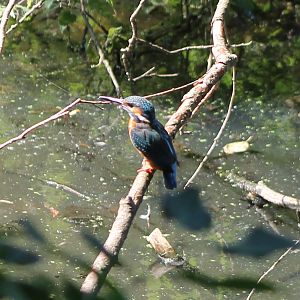 European kingfisher