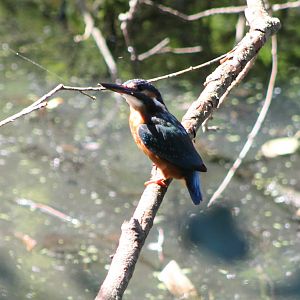 European kingfisher