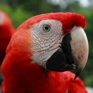 Free Red Macaw