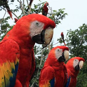 Macaw