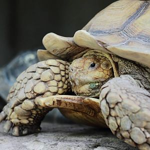 Sulcata