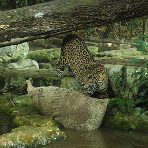 Jaguar