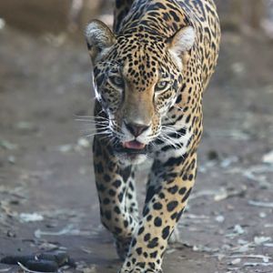 jaguar