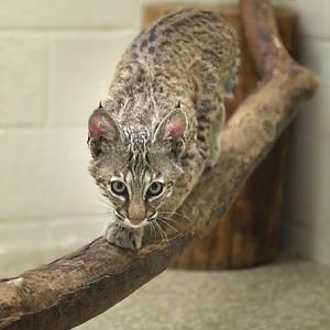 bobcat kitten