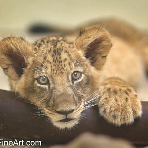lion cub