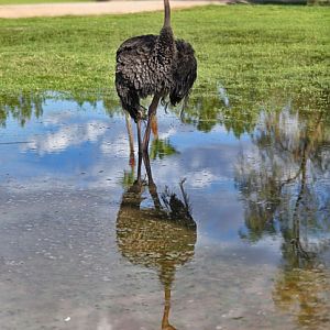 ostrich reflected