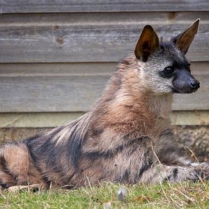 Southern aardwolf : Hamerton : 13 Sep 2015 [+ video]