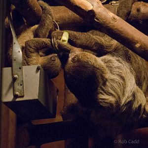 Linnaeus two-toed sloth : Hamerton : 13 Sep 2015