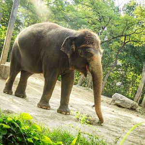 Sep. 2015 - Elephant Reserve - Jati