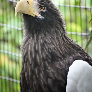 Sep. 2015 - Eagle Eyrie - Steller's Sea Eagle