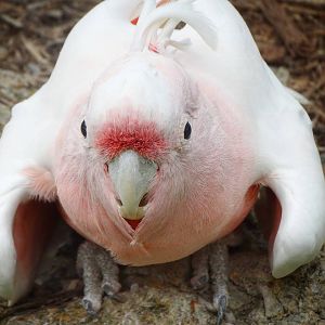 Sep. 2015 - Reptile House - Major Michell's Cockatoo (Henry)