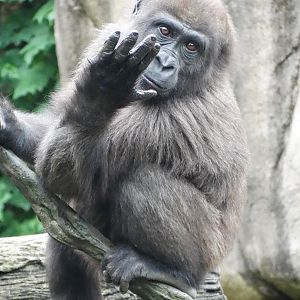 Sep. 2015 - Gorilla World - Gladys