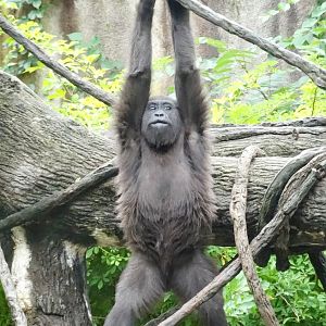 Sep. 2015 - Gorilla World - Gladys