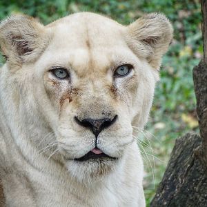 Sep. 2015 - White Lions of Timbavati - Gracious