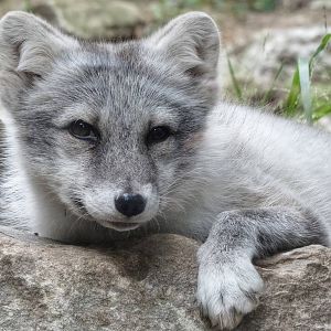 Sep. 2015 - Lords of the Arctic - Arctic Fox