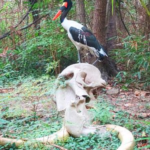 Sep. 2015 - Jungle Trails - Saddle-billed Stork + Elephant Skull