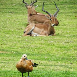 Sep. 2015 - Africa - Ruddy Shelduck + Impala + Thomson's Gazelle