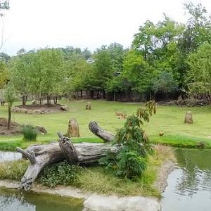 Sep. 2015 - Africa - African Plains Exhibit (Phase 4) + Lion Exhibit