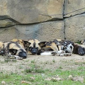 Hugo, Bruce, Oswald, Alfred, Riddler, Luke, Ivy, Quinn, Lucy, and Selina