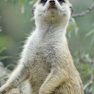 Sep. 2015 - Africa - Meerkat