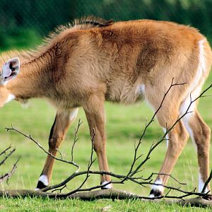 Young nilgai; Whipsnade; 19th September 2015