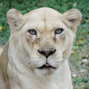 Sep. 2015 - White Lions of Timbavati - Gracious