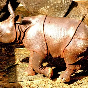Young Indian rhinoceros; Whipsnade; 19th September 2015