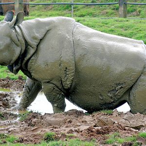 Indian rhinoceros; Whipsnade; 19th September 2015