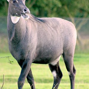 Male nilgai; Whipsnade; 19th September 2015