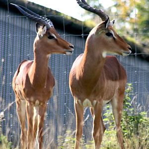Impala;Whipsnade; 19th September 2015