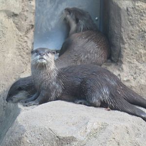 Asia Trail - Asian Small Clawed Otter