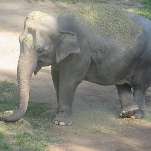 Asia Trail - Asian Elephant