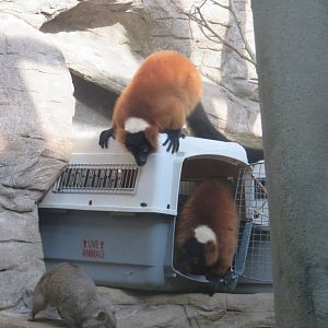 Small Mammal House - Red Ruffed Lemur and Rock Hyrax