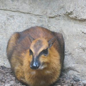 Small Mammal House - Greater mouse-deer