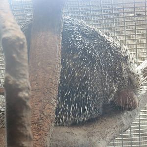 Small Mammal House - Prehensile Tailed Porcupine
