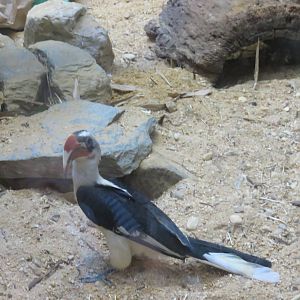 Small Mammal House - Von der Decken's hornbill